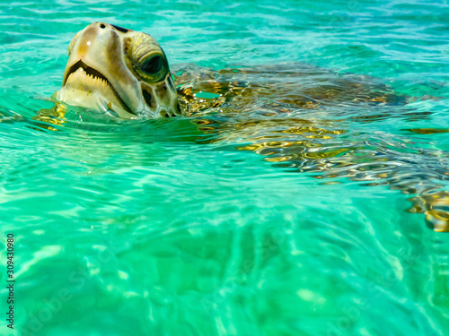 Swimming with the Turtles at Hooper's Bay ,Exuma