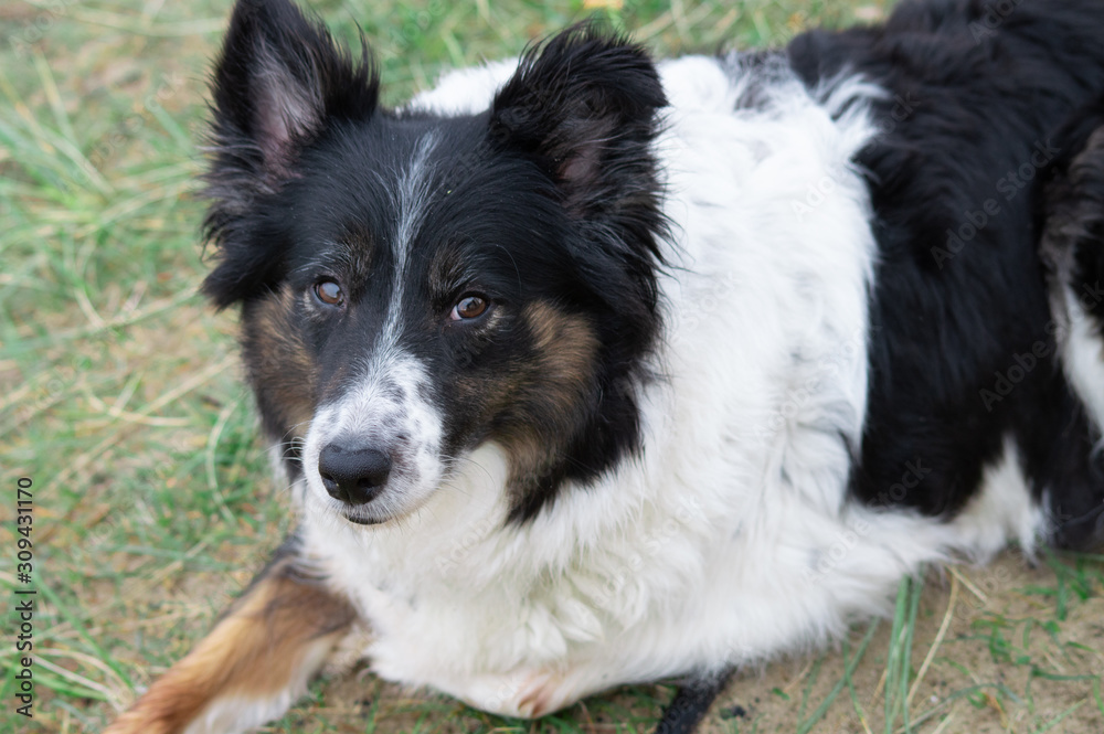 dog on the grass