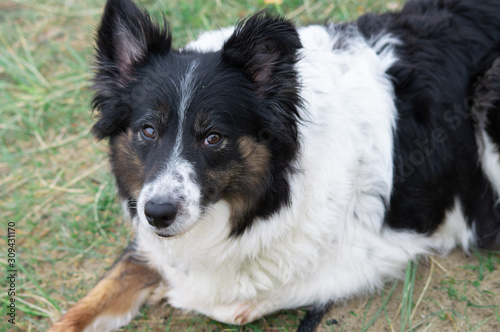 dog on the grass