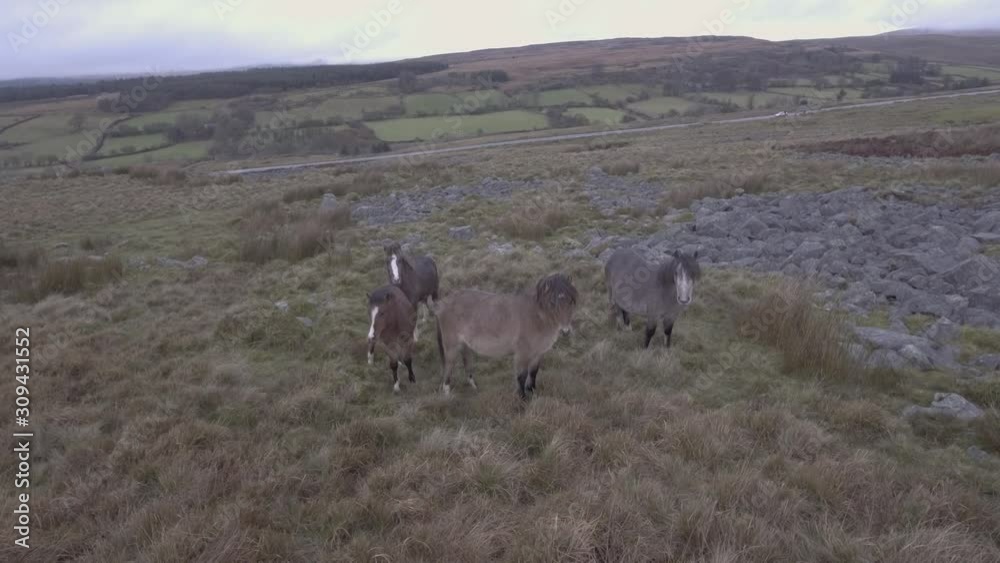 Wild horses roaming free in the countryside Wild horses roaming free in the countryside