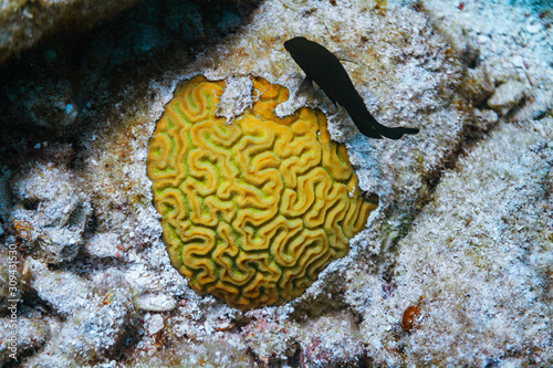 yellow brain coral and tropical fish on coral reef in florida ocean key largo photo