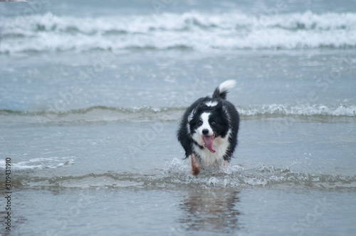 dog on the beach border collie