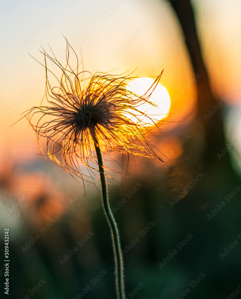 The blossomed flower in sunset in wild