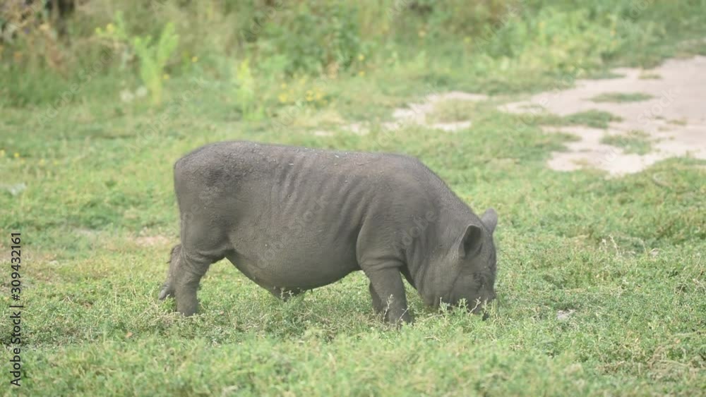 Cute black funny active Vietnamese pig outdoor Cute black funny active Vietnamese pig outdoor