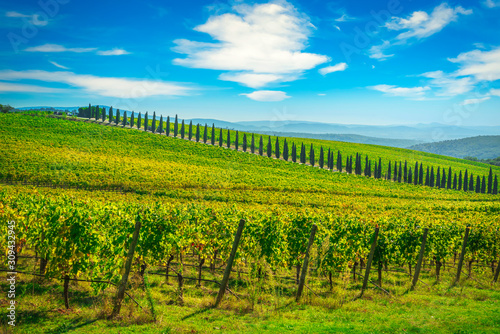 Chianti vineyard panorama and cypresses row. Castelnuovo Berardenga, Siena, Tuscany, Italy