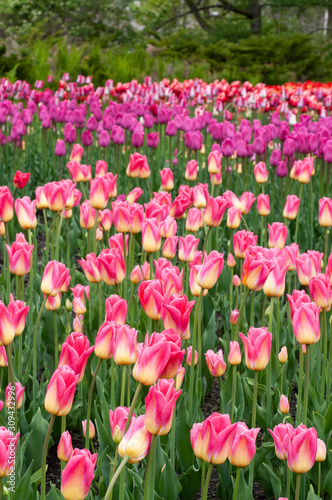 Spring tulip flower bed © sianc