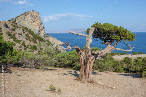 Crimea mountains and Black sea landscape, good sunny day. old tree on the mountain.