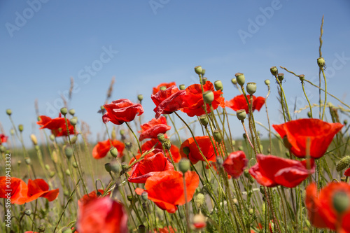 Bright red poppies flowers blossom on wild field with blue sky on the background. © Kozachenko Oleksandr