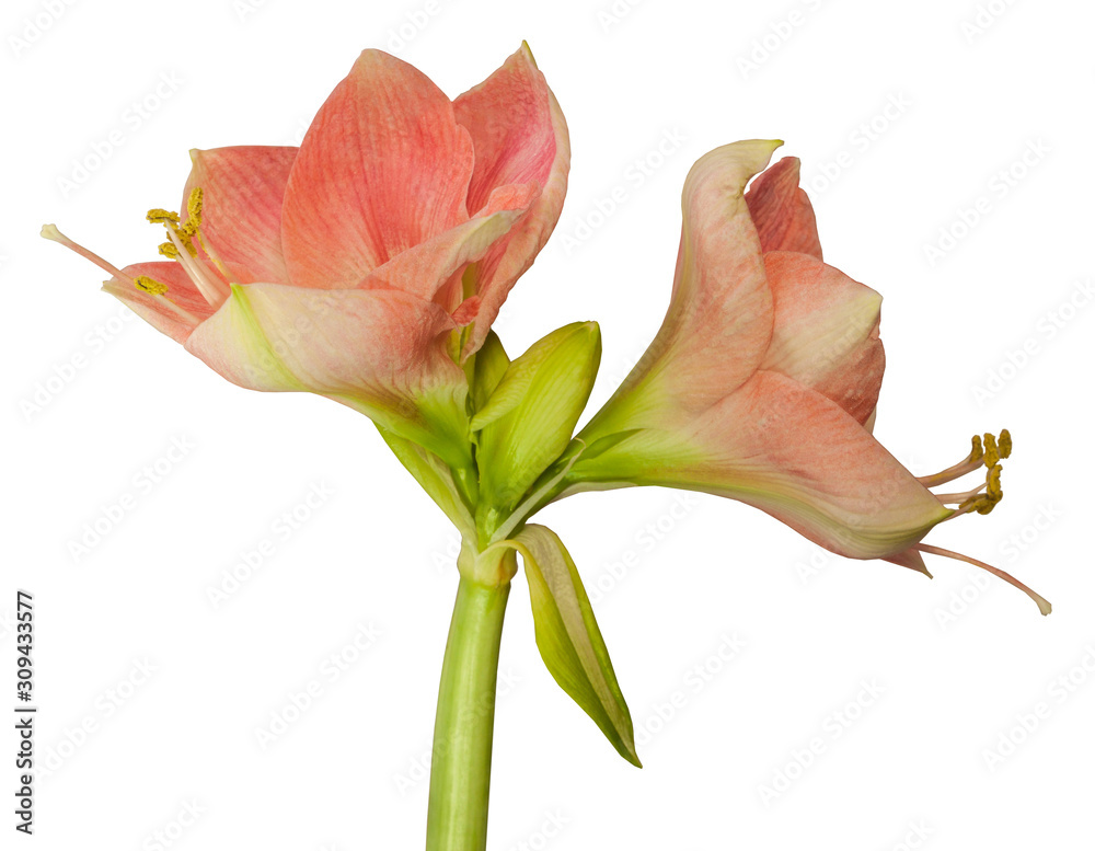 Flower Hippeastrum (amaryllis) salmon pink color on a white background isolated. Flower Hippeastrum (amaryllis) salmon pink color on a white background isolated.