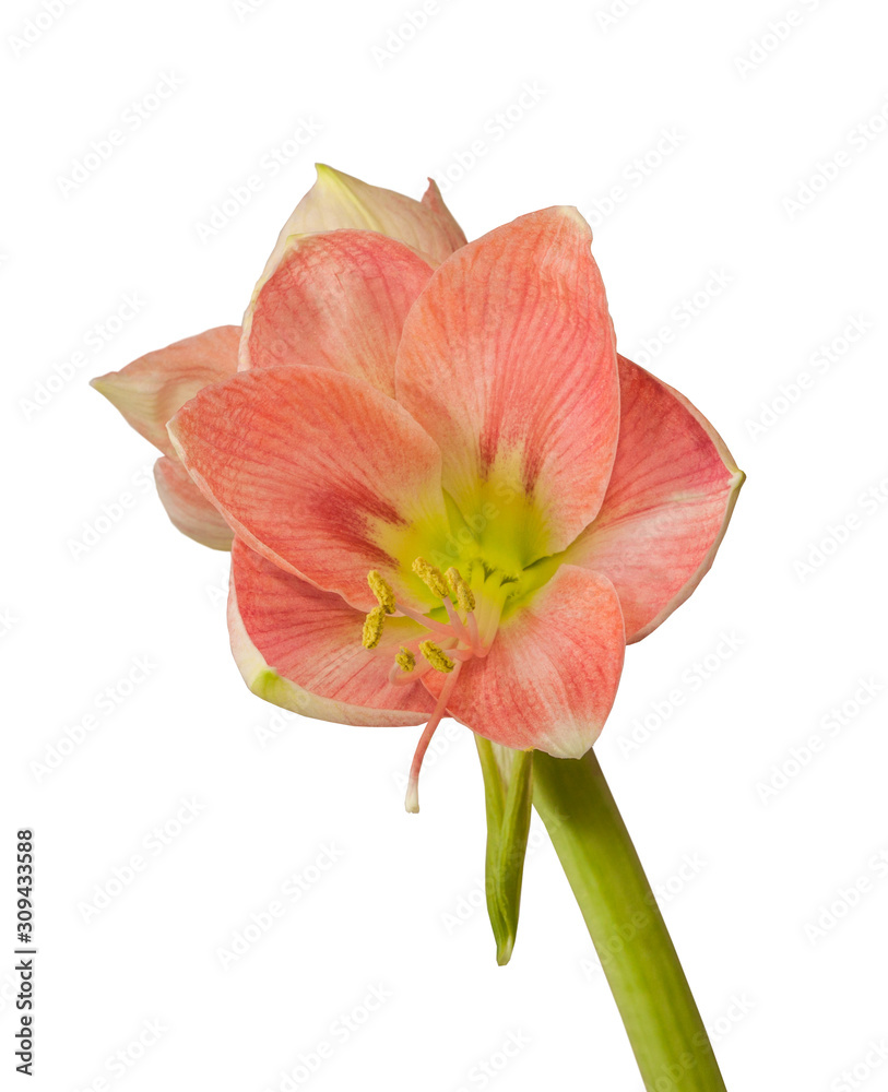 Flower Hippeastrum (amaryllis) salmon pink color on a white background isolated. Flower Hippeastrum (amaryllis) salmon pink color on a white background isolated.