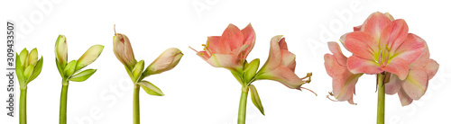 Flower Hippeastrum (amaryllis) salmon pink color Rosalia on a white background isolated.