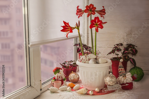 New Year's decoration of   balcony window with blooming amaryllis (hippeastrum) with Christmas toys (mass production) photo