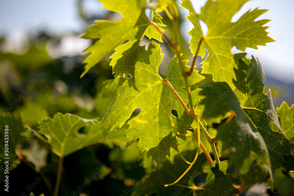 Photo vine leaves in the background view on vineyard through the fresh leaves of trees Photo vine leaves in the background view on vineyard through the fresh leaves of trees