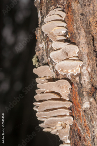 Saprophytic Fungi on Willow Stem - Wood Decay