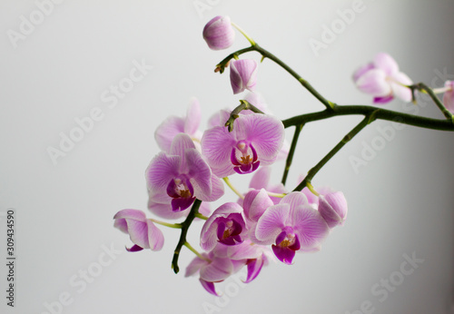 branch of orchid on white background