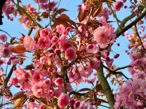 Pink cherry blossoms photo