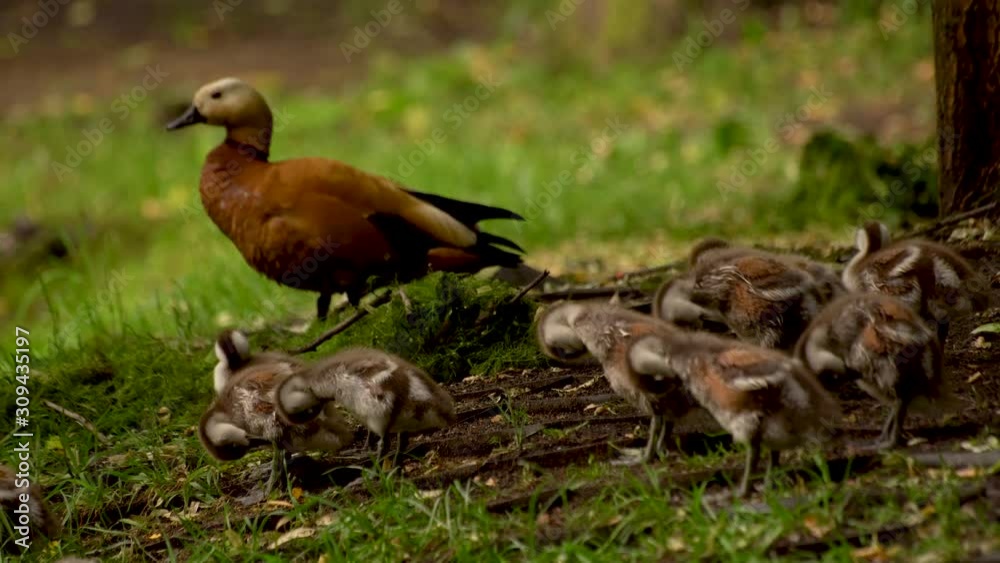 Shelduck teaching little ducklings brush feathers. Tadorna ferruginea.