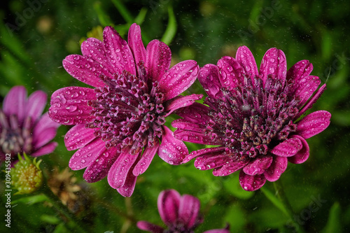 Purple-purple flower with raindrops