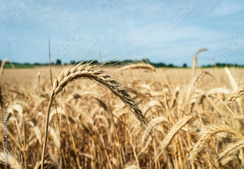 Triticale - Goldgelb photo