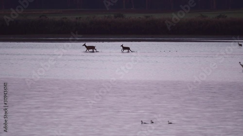 Deer calves running at the river bed of Baryczy with migration birds around photo