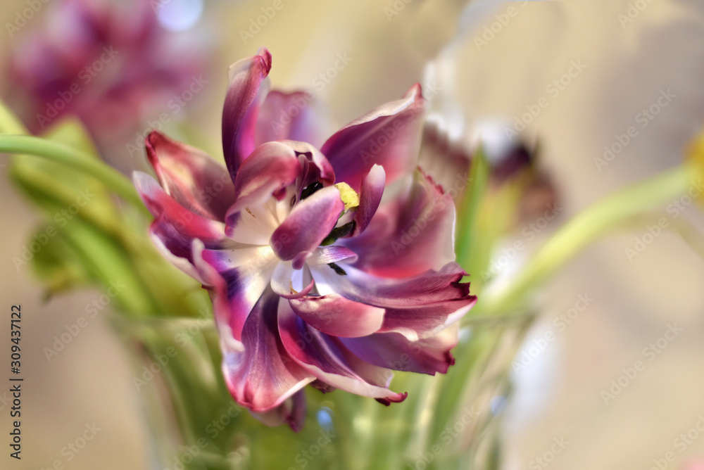 Abstract pattern of flower petals