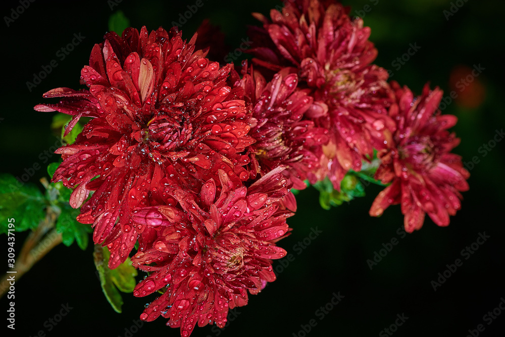 Red chrysanthemum flowers in the rain Red chrysanthemum flowers in the rain