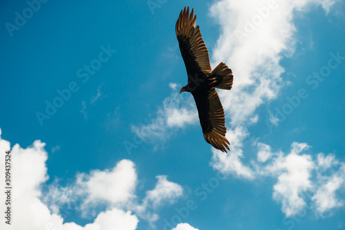 eagle in the sky photo