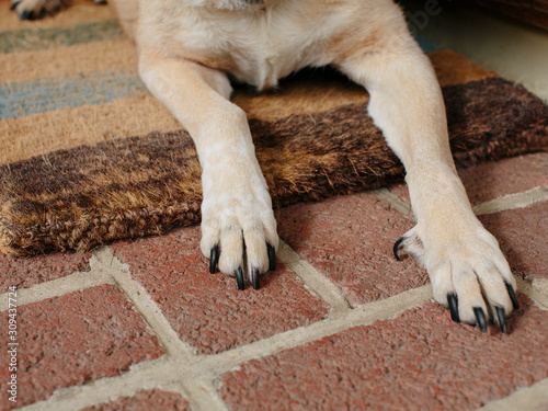 Senior mixed breed dog, lounging on front porch photo