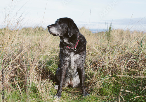 Portrait of large, senior, mixed breed dog on beach