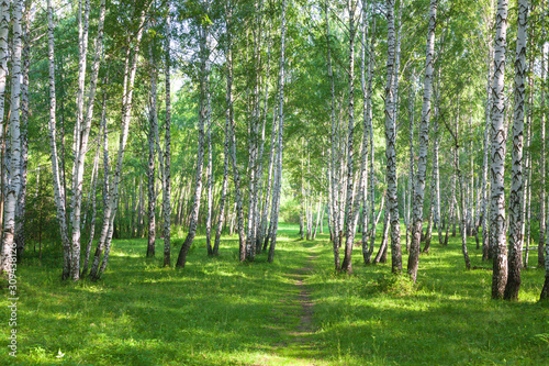 Fototapeta Naklejka Na Ścianę i Meble -  Beautiful birch forest in summer
