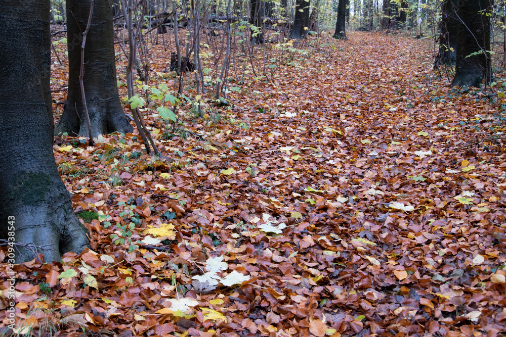 Wanderung im Wiehengebirge bei Lübbecke. Der Herbst in seinen schönsten Farben. Wanderung im Wiehengebirge bei Lübbecke. Der Herbst in seinen schönsten Farben.
