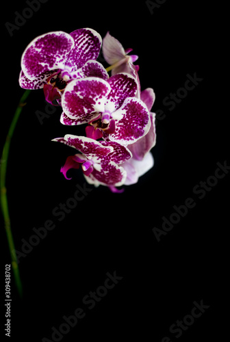 Orchids on black