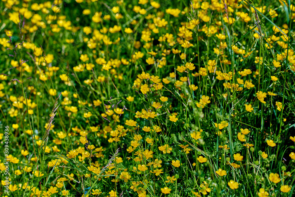 Fototapeta premium Colorful meadow flowers of green grass on a garden field