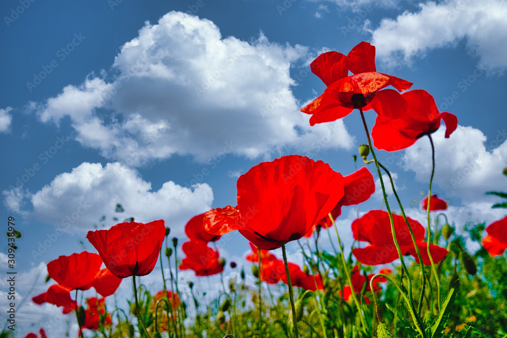 Obraz premium Red poppy flowers. Poppy flowers in the near of munich bavaria germany - Mohnblumen