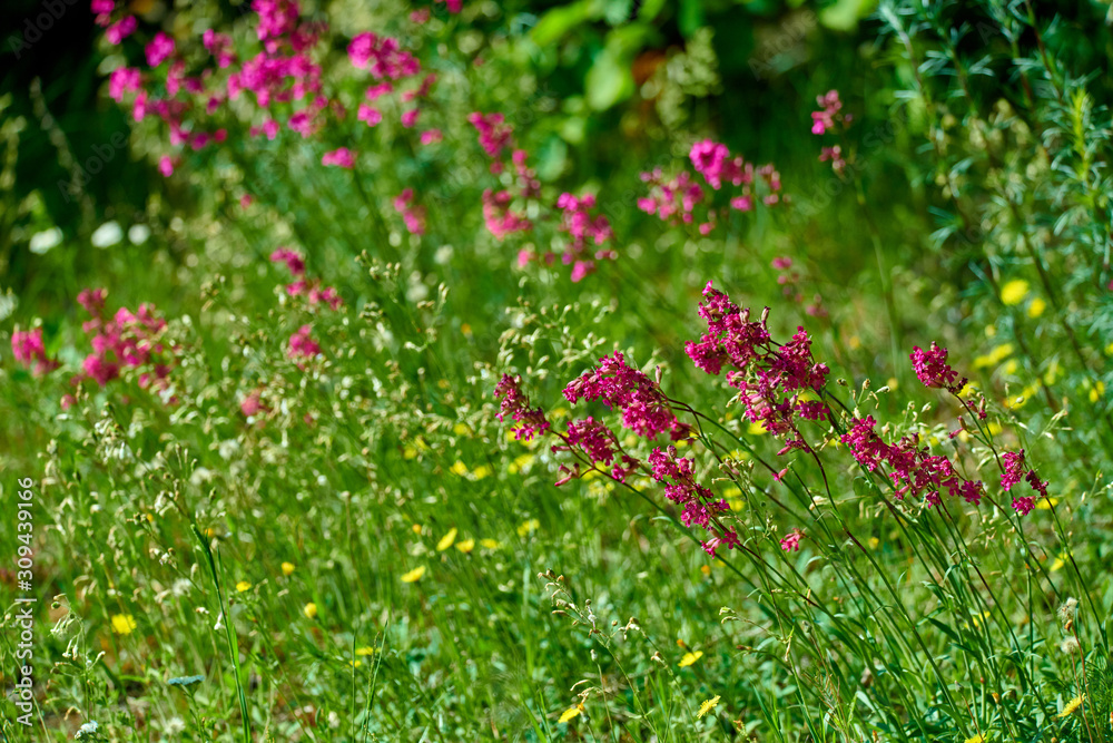 Colorful meadow flowers of green grass on a garden field