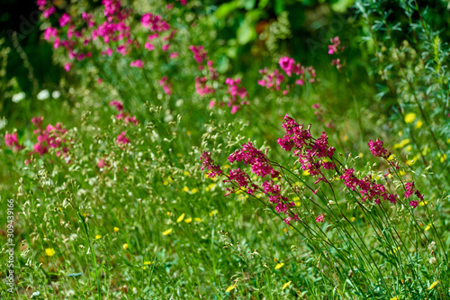 Wallpaper Mural Colorful meadow flowers of green grass on a garden field Torontodigital.ca