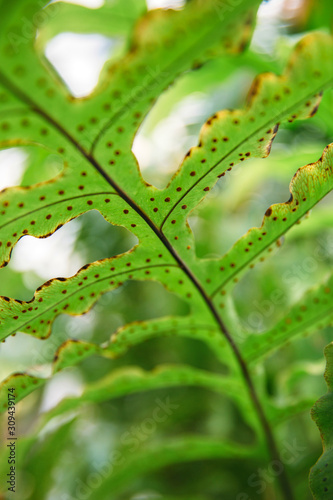 Fern with spores on the leaves