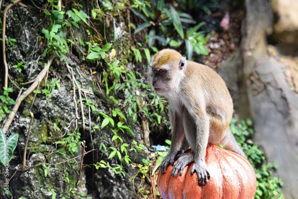 Obraz premium a lonely monkey