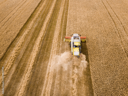 Moving farm machine combine harvest of ripe mature wheat crops i