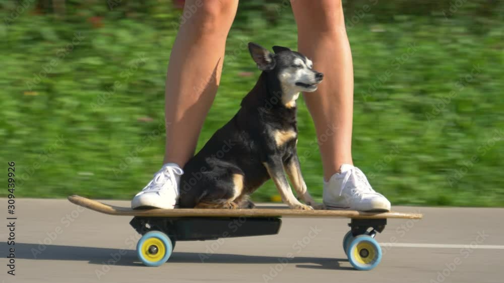 CLOSE UP, LOW ANGLE: Senior miniature pinscher enjoys an electric skateboard ride through the park with athletic young woman. Funny shot of a puppy and woman riding an e-longboard on a sunny day.