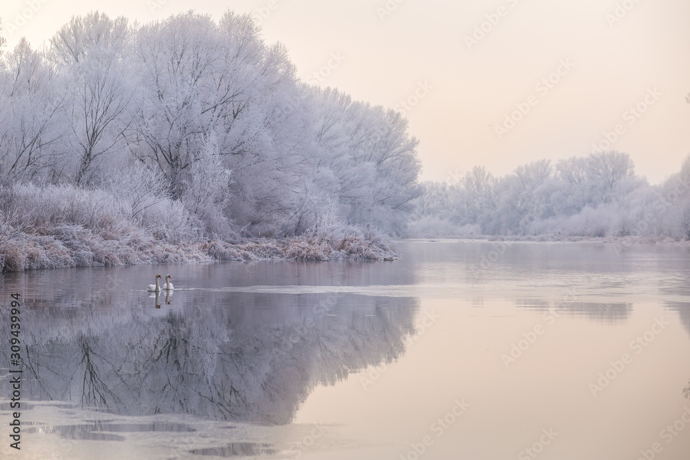 Cold misty morning by a frozen river with swimming swans