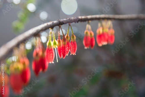 Small red blossoms on a branch