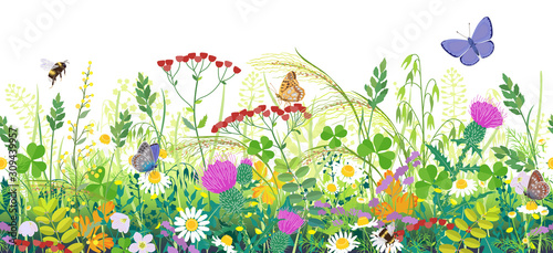 Seamless Border with Summer Meadow Plants  and Insects