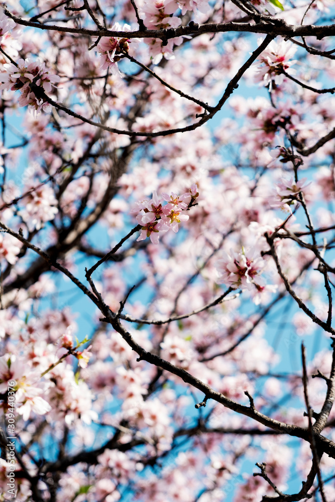 almond tree in bloom almond tree in bloom
