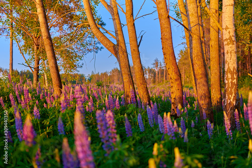 Purple summer lupine flowers on a green meadow in a forest at sunset
