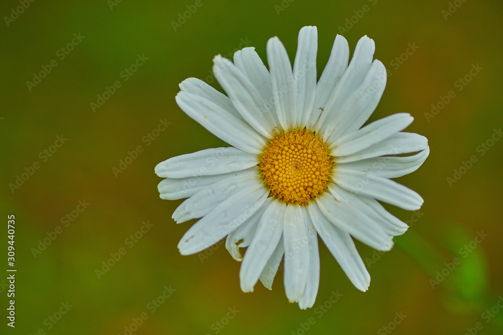 Fototapeta premium White big daisy on a green background in macro