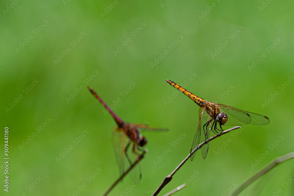Male red-veined dropwing dragonfly (Trithemis arteriosa) perched on a bare twig. Entebbe, Uganda Male red-veined dropwing dragonfly (Trithemis arteriosa) perched on a bare twig. Entebbe, Uganda