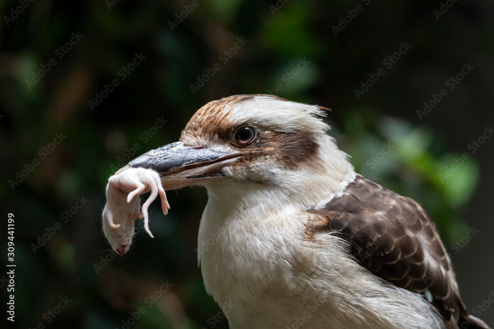 Laughing Kookaburra Bird Eating a Mouse Laughing Kookaburra Bird Eating a Mouse