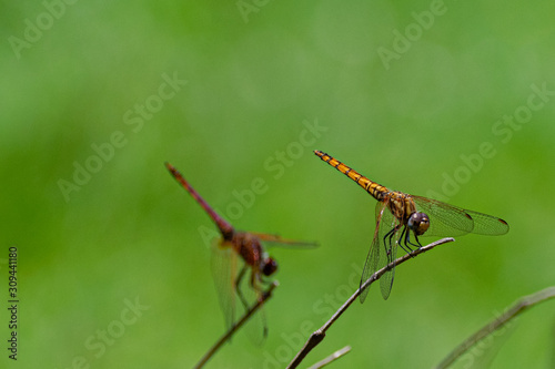 Male red-veined dropwing dragonfly (Trithemis arteriosa) perched on a bare twig. Entebbe, Uganda © Anders93