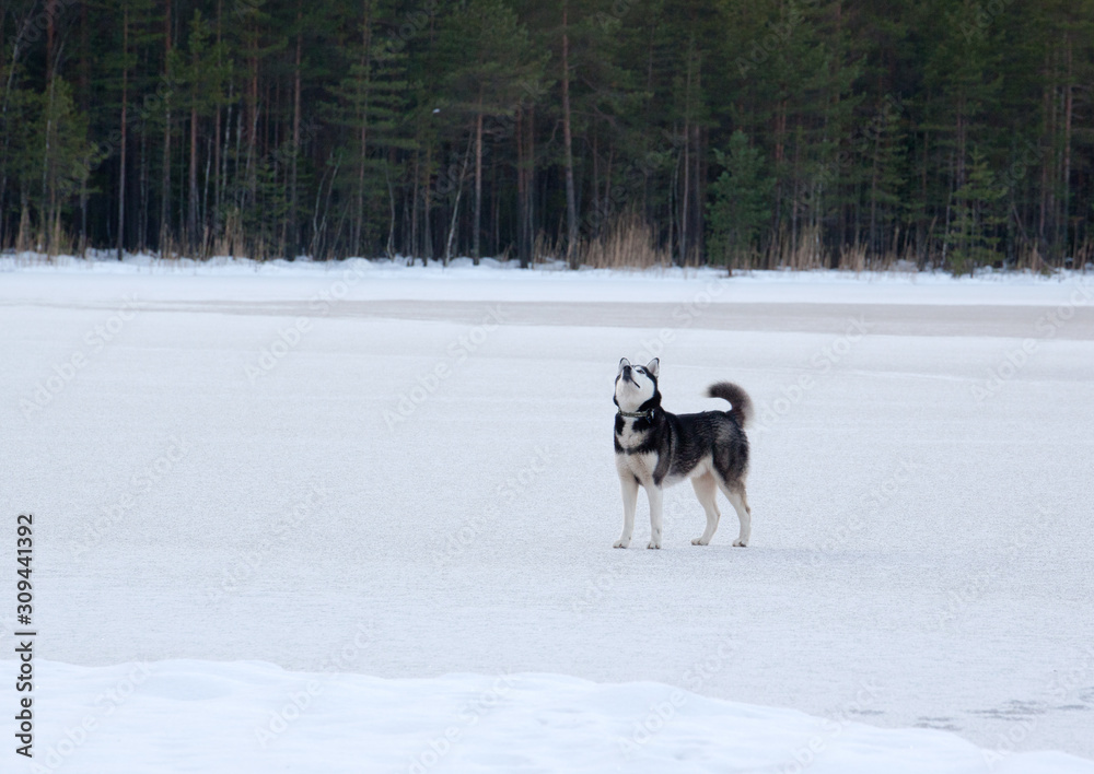 Dog breed Siberian Husky standing on the frozen lake Dog breed Siberian Husky standing on the frozen lake